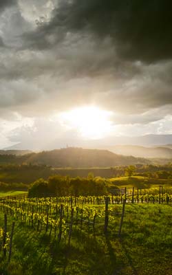Earth Wind & Wine 12