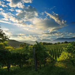 Earth Wind & Wine 22