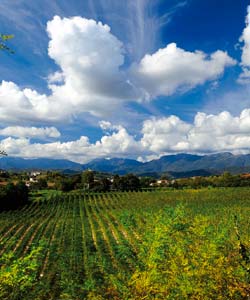 Earth Wind & Wine 28