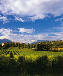 Earth Wind & Wine 40
