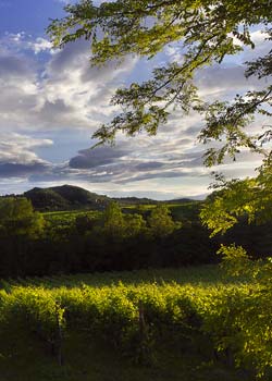 Earth Wind & Wine 43