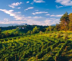 Earth Wind & Wine 49